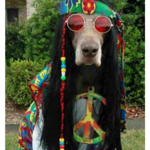 Meet your Posher, Sue - Picture 7 of 7